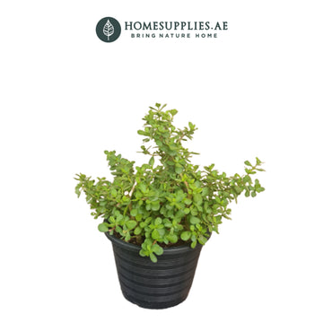 Jade plant